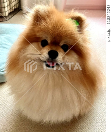 まんまるな瞳と茶色のふわふわ毛が愛らしい、癒しのポメラニアンの至福の瞬間 118245248