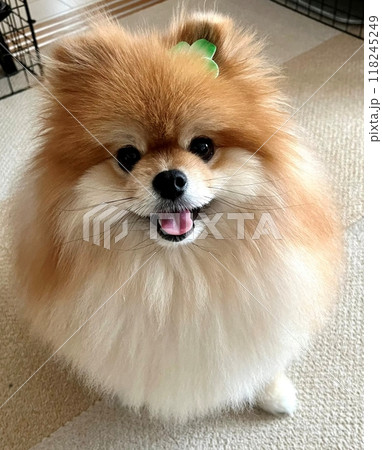 まんまるな瞳と茶色のふわふわ毛が愛らしい、癒しのポメラニアンの至福の瞬間 まんまるな瞳と茶色のふわふわ毛が愛らしい、癒しのポメラニアンの至福の瞬間 118245249