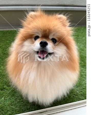 まんまるな瞳と茶色のふわふわ毛が愛らしい、癒しのポメラニアンの至福の瞬間 118245251