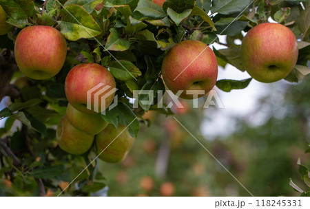 Closeup of ripe red apples with copy space. 118245331