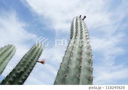 Ritterocereus cactus with flower with blue sky background 118245620