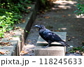 公園を歩き回るカラス 118245633