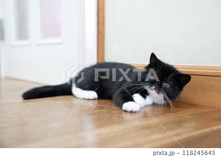 伏せたエキゾチックショートヘアーの仔猫 118245645