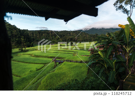 Green rice fields in the countryside, rice fields and trees 118245712