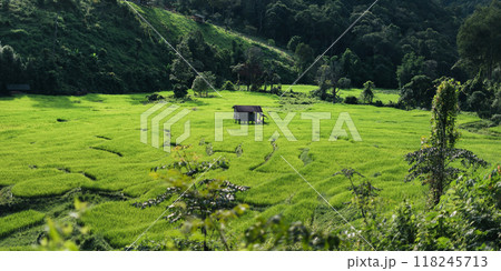 Green rice fields in the countryside, rice fields and trees 118245713
