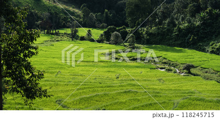 Green rice fields in the countryside, rice fields and trees Green rice fields in the countryside, rice fields and trees 118245715