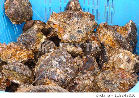 かき カキ 牡蠣 生牡蠣 那珂湊おさかな市場 かき カキ 牡蠣 生牡蠣 那珂湊おさかな市場 118245810