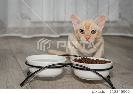 A small Burmese kitten eats dry food from a bowl. A small Burmese kitten eats dry food from a bowl. 118246000