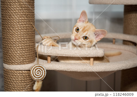 Burmese shorthair kitten lying in bed on tree. 118246009