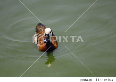 The White-faced Whistling Duck is swimming in the river The White-faced Whistling Duck is swimming in the river 118246103