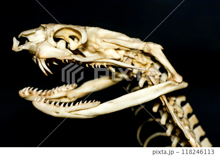 Close up snake head bone on black background Close up snake head bone on black background 118246113