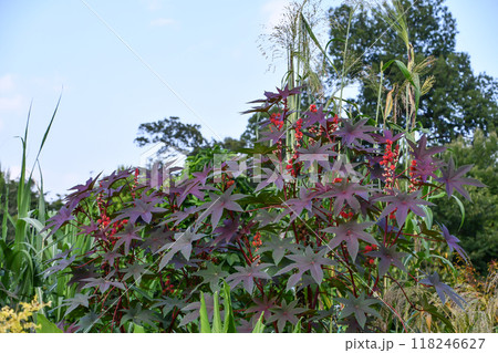 トウゴマ 118246627