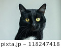 A black and white cat with yellow eyes is staring at the camera 118247418