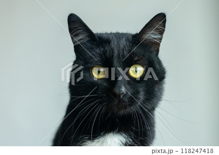 A black and white cat with yellow eyes is staring at the camera A black and white cat with yellow eyes is staring at the camera 118247418