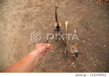 Common brown lemur (Eulemur fulvus) with orange eyes. 118248002