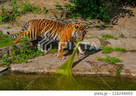 critically endangered Sumatran tiger critically endangered Sumatran tiger 118248003