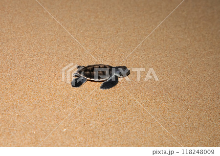 baby sea turtle goes to the water, towards ocean 118248009