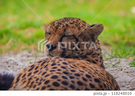 cheetah resting on green grass, very close eye contact. 118248010