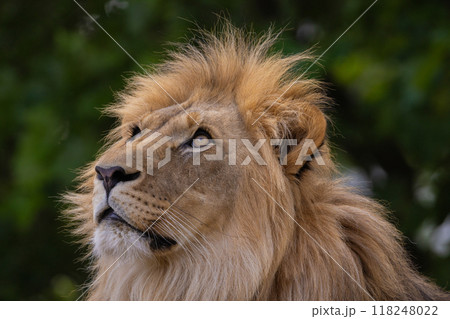 close-up image of a lion's head. expression is calm and majestic, showing off the fine details of its fur and features. close-up image of a lion's head. expression is calm and majestic, showing off the fine details of its fur and features. 118248022