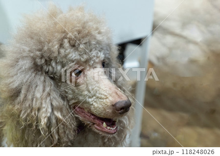 Head shot of adorable adult apricot brown poodle. Recently groomed. with mouth open 118248026