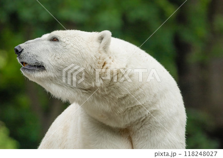 Polar Bear takes a rest 118248027