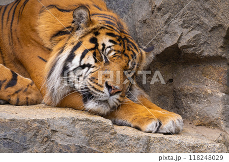 Tiger cubs playing with his mother,sumatra tiger Panthera tigris 118248029