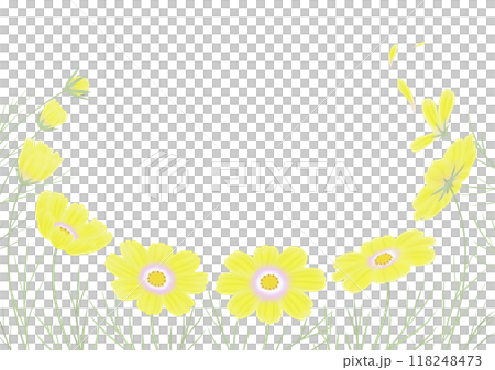 秋桜　イエローキャンパス　つぼみから開花そして散るまで 118248473