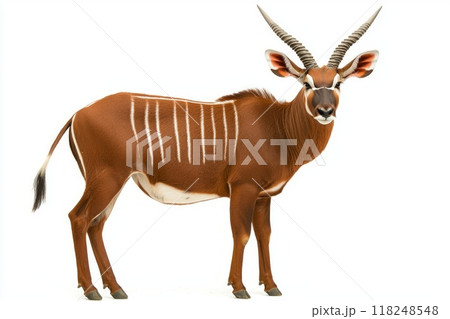 bongo antelope exhibits its rich reddish coat adorned with striking white stripes, standing proudly in isolation. Its impressive horns and attentive posture reflect its natural elegance. 118248548