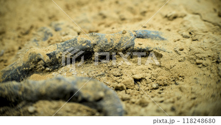 Close up shot of cleaning skeleton of prehistoric human or animal 118248680