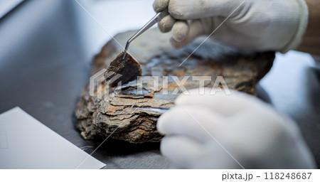 Close up of archaeologist cleaning fossil using professional tools Close up of archaeologist cleaning fossil using professional tools 118248687