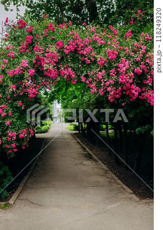 Beautiful blooming archway with vibrant pink flowers in a serene garden pathway setting Beautiful blooming archway with vibrant pink flowers in a serene garden pathway setting 118249320