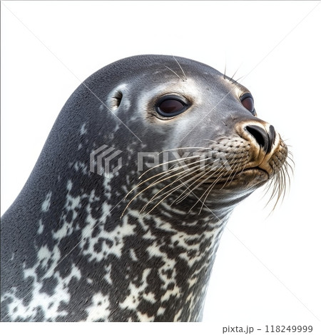 leopard seal swims gracefully, its sleek body and prominent head rising through the water, displaying the beauty of this marine predator in a pristine aquatic environment. 118249999