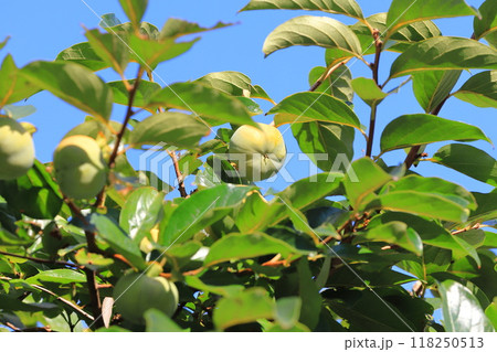 大きく育った熟す前の柿の実 118250513