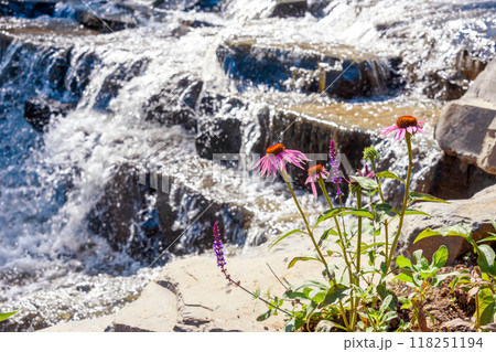 Blooming echinacea against the background of flowing water. Blooming echinacea against the background of flowing water. 118251194