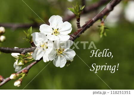 Branches of flowering sand cherry tree covered in white blossoms Branches of flowering sand cherry tree covered in white blossoms 118251351