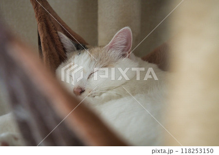 ハンモックで昼寝をする猫 ハンモックで昼寝をする猫 118253150