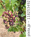 カラフルなぶどう 118253492