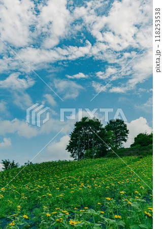 小さなヒマワリが咲いた丘の夏の空 118253538