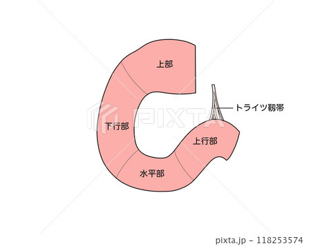 消化器の解剖生理　十二指腸　文字あり 118253574