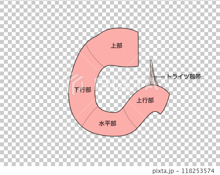 消化器の解剖生理　十二指腸　文字あり 118253574