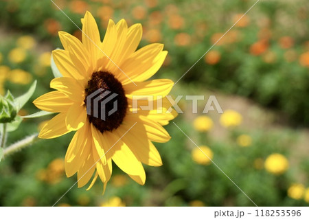 太陽が降り注ぐかわいいひまわり 花畑背景 太陽が降り注ぐかわいいひまわり 花畑背景 118253596