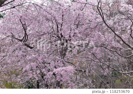 春の陽射しを浴びる満開のシダレザクラ 花の寺 118253670