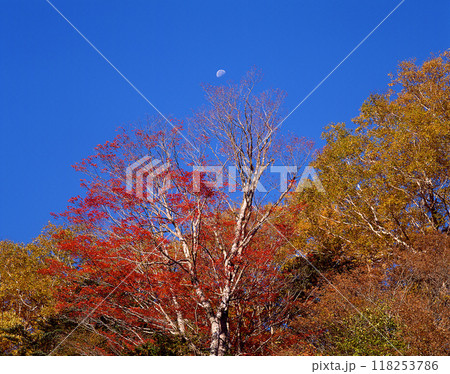 青空バックに映える紅葉と月 118253786