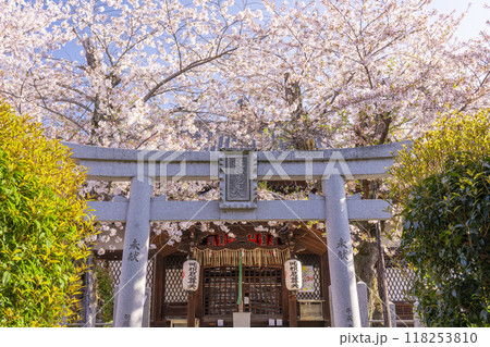 桜咲く法伝寺 (京都市左京区浄土寺真如町) 桜咲く法伝寺 (京都市左京区浄土寺真如町) 118253810