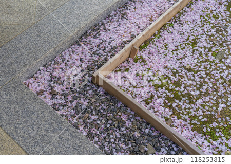 桜咲く法伝寺　(京都市左京区浄土寺真如町) 118253815