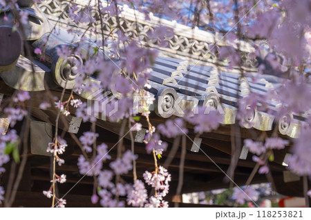 桜咲く法伝寺 (京都市左京区浄土寺真如町) 桜咲く法伝寺 (京都市左京区浄土寺真如町) 118253821