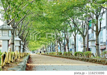 新緑が眩しい段葛 118253890