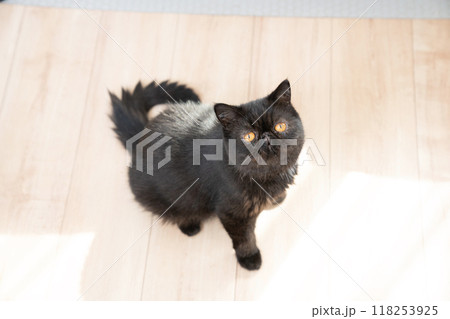 見上げるエキゾチックショートヘアーのクロンちゃん 118253925
