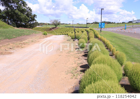 ドライブ日和、東京ドイツ村 118254042
