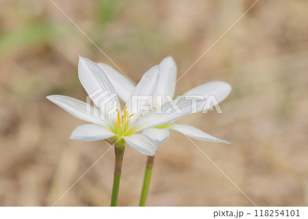 白い花 118254101